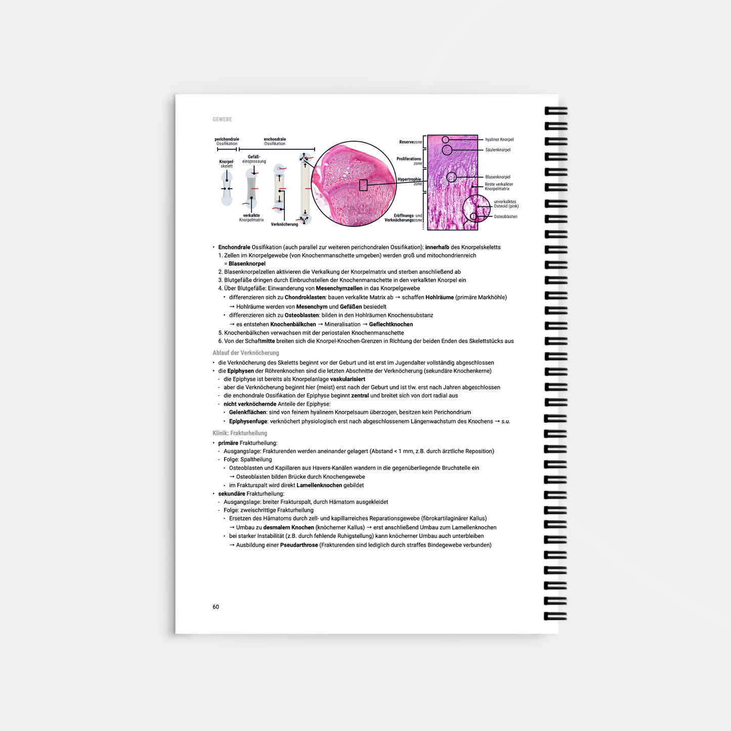 Histologie 1